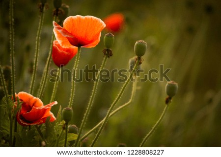 Poppy field with green background