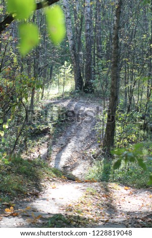 Autumn sunny forest with trails.