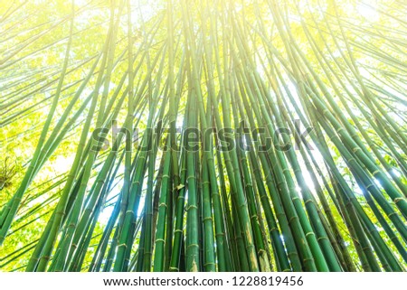Bamboo (Bambuseae) trees perspective seen from below.