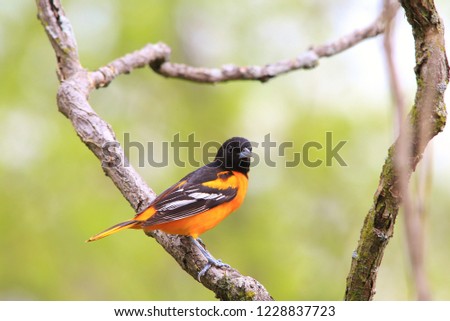 A male Baltimore Oriole in breeding plumage visits a bird feeder in Saint Louis, Missouri, USA.

With stunning golden yellow coloration, this bird represents extreme colors in nature.  Beautiful. 