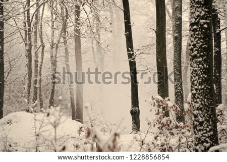 Beautiful winter white snowy frosty frozen cold landscape with snow on tree branches in forest outdoor on natural seasonal background with no people, horizontal picture