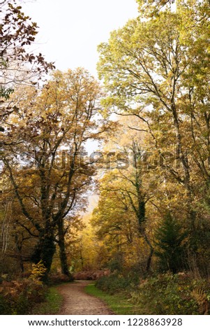 Rural path following into golden landscape with orange and green trees in autumn wild woodland forest.