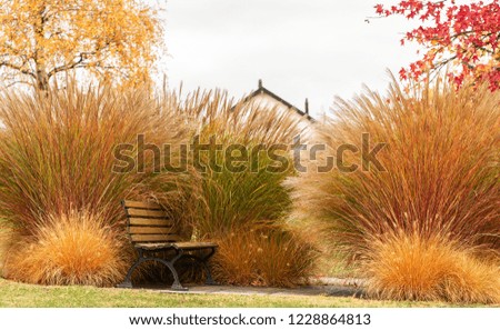 Rural Wooden Bench. Autumn Background With Beautiful Bush