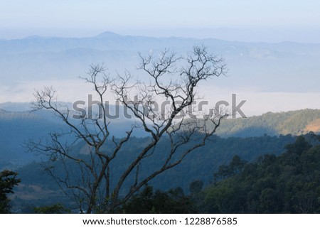 Beautiful scenery of nature and mist at Phukradung,Thailand