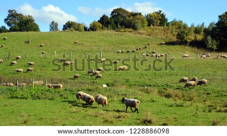 Sheep farm, green field on the hill, pattern of animal wildlife in Bromont Iron Hill Quebec Canada