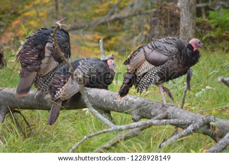 Wild turkey, Omega park, Canada