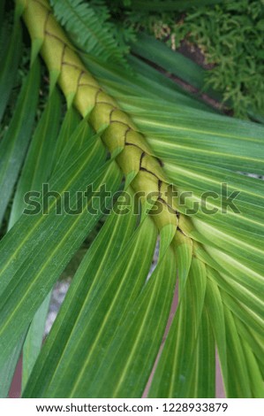 Tropical leaves. Green leaf exotic plants. Natural leaves palm, banana, monstera. template background. background.