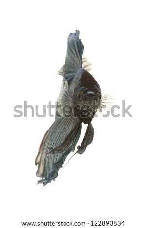 Siamese fighting fish (Betta splendens) isolated on white background.