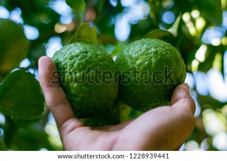 Hand of farmer and he is keeping Kaffir lime on the branch. Thai people eat it because it is sweet and sour. It is a herbal medicine and a major spice of Thai food. Picture is selective focus style.
