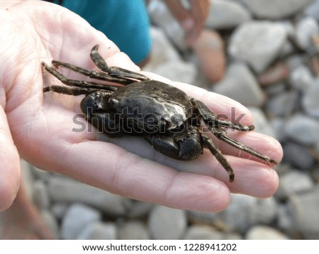 Closeup of crab. Freshly caught black color crab pictured in kid's hand.