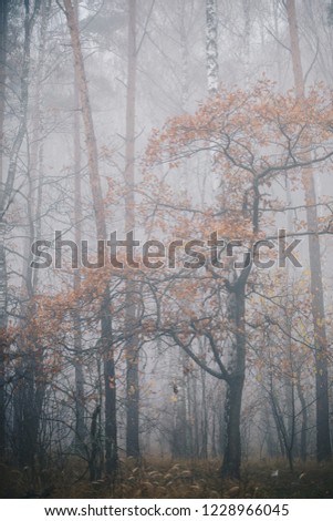 Beautiful trees in the fog