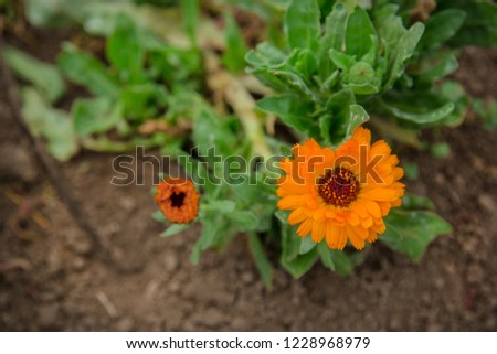 Flower with leaves Calendula. Calendula officinalis, pot, garden or English nail, on a blurred green background.