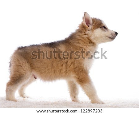 Barely a month old puppy, Alaska sled dog