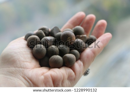 handful tea seeds blurred green tea gardens in the background Royalty-Free Stock Photo #1228990132