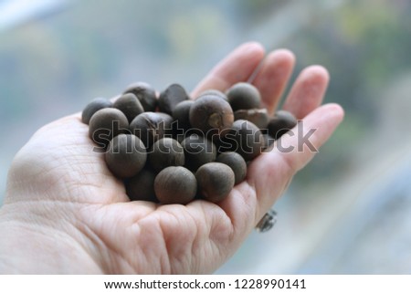 handful tea seeds blurred green tea gardens in the background Royalty-Free Stock Photo #1228990141