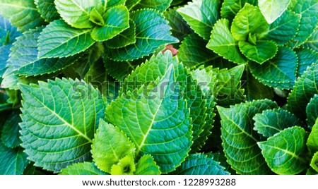 Green leaves are multi-tone, dark tone is a beautiful background.