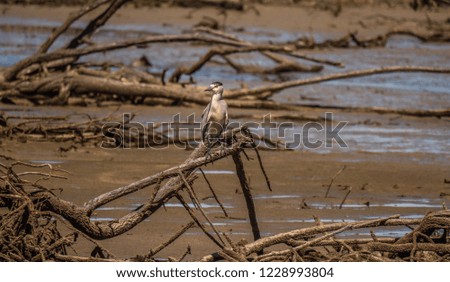 Black crowned night heron on a branch at low tide on a river bank .