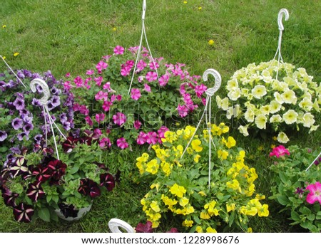 Beautiful colorful petunias and yellow pansy flowers (Viola tricolor) in hanging flower pots on the grass for gardening or for sale. Summer flowers background 