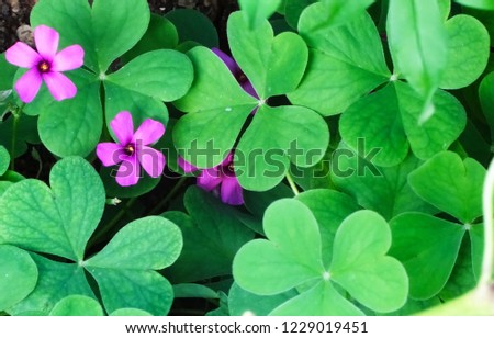 Three-leaf clovers and pink flowers inside