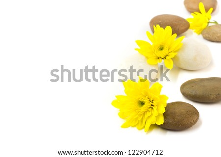 Spa stone and chrysanthemums on white background
