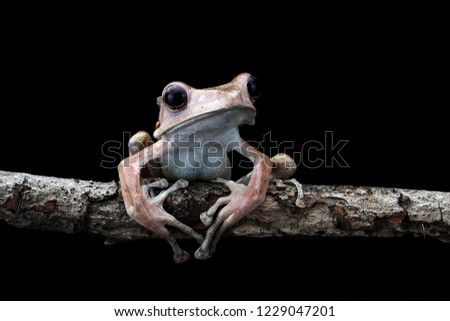 Eared tree frog on black background, animal, Borneo tree frog