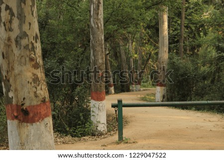 forest trees and pathway