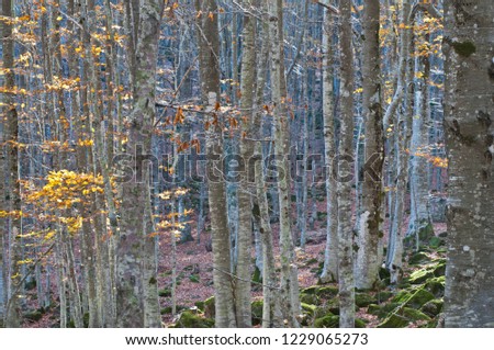 Beech forest in Tuscany