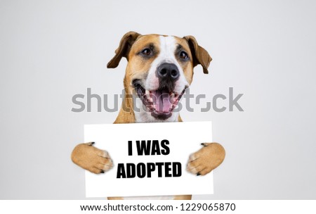 Pet adoption concept with staffordshire terrier dog.  Funny pitbull terrier holds "i was adopted" sign in studio background