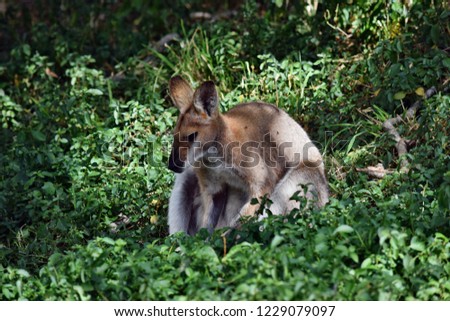 Young cute wild gray wallaby kangaroo sitting on the grass in Sunshine Coast, Queensland, Australia