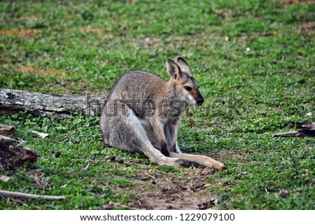 Young cute wild gray wallaby kangaroo sitting on the grass in Sunshine Coast, Queensland, Australia