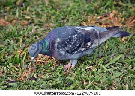 Beautiful pigeon bird standing on grass in Australia