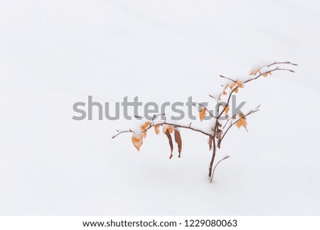Winter colorful branch with leaves close-up with the snow isolated in the nature, with white background