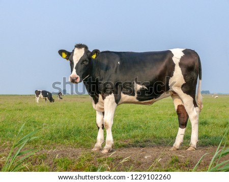 Black and white cow, heifer, small udders, holstein, in the Netherlands standing on green grass in a meadow, pasture, at the background a few cows, yellow ear tags and a blue sky. Royalty-Free Stock Photo #1229102260