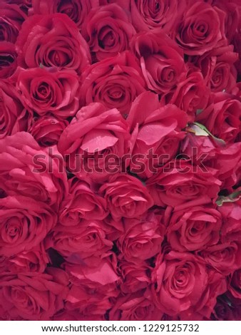 A lot of roses for you