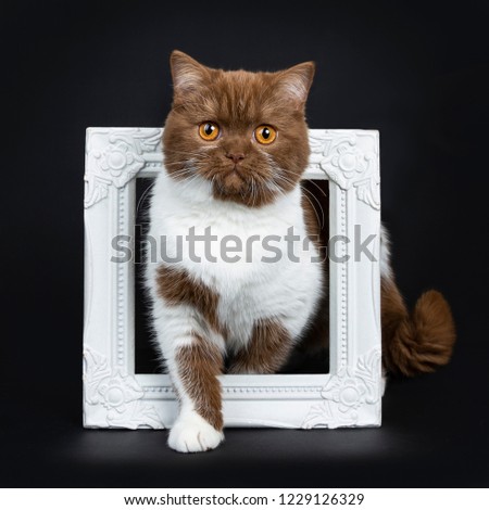 Beautiful cinnamon with white British Shorthair cat kitten standing through a white photo frame and looking straight at camera with orange eyes. Isolated on a black background.