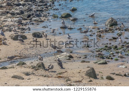 View at the sea and rocks with seagulls on atlantic ocean, Portugal