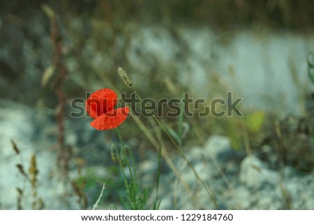Wild poppy flower growing on the wild field.