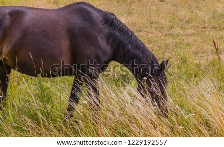   Dark horse eats grass pasture