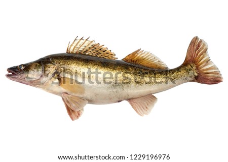 Predator Fish. Fresh Zander or Pike Perch Fish, isolated on a white background. Close-up. Royalty-Free Stock Photo #1229196976