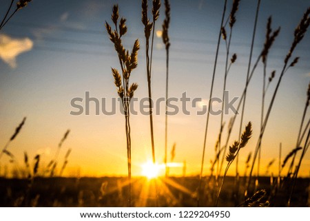 Reeds on the field during sunset.