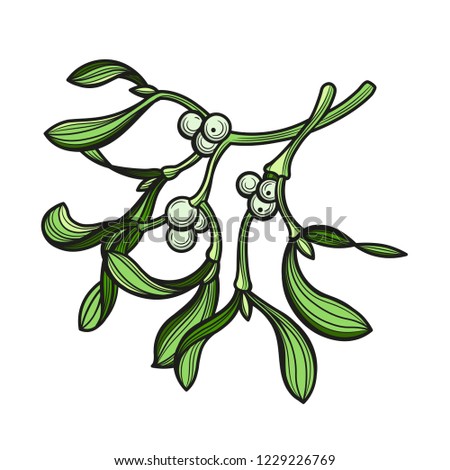 Branch of mistletoe with berries. A bouquet of Christmas. Vector illustration. The isolated image on a white background.