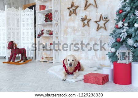 Bored nap adorable golden retriever dog wearing red coat in apartment or hotel living room with Christmas tree, decorative wooden stars, lights, balls, presents boxes, toys.