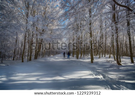 Winter. Wonderful winter landscapes. Trees covered with snow. Everywhere is white. Cold weather.  Beautiful background images. Uludag, Bursa, Istanbul, Turkey.