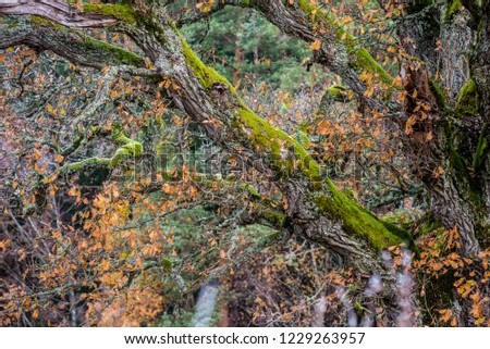Autumn forest landscape. Mossy branches close up. Cesis, Latvia