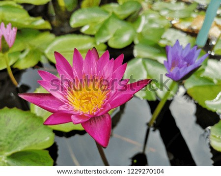 Pink lotus flower and yellow pollen are blooming in the pond. Close up of the lily water in the canal with green leaf at rural Thailand.