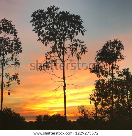 Tree in the Middle enjoying the sunset