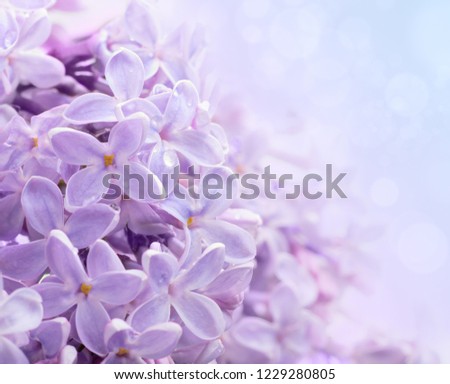 lavender soft floral background picture. blooming lilac plant. summery fresh colors.
