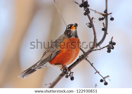 American Robin. In the depths of winter.