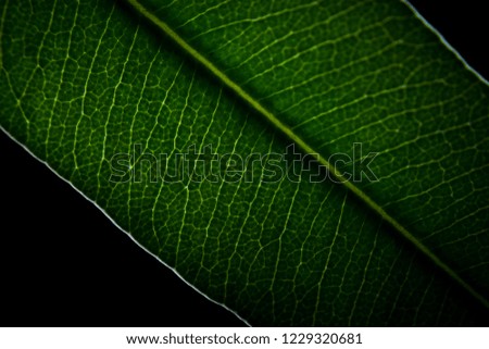Macro photography made with magnifying glass of a tree leaf, backlit.