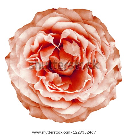 watercolor rose white-red flower  on white isolated background with clipping path. Closeup. For design. Nature. 